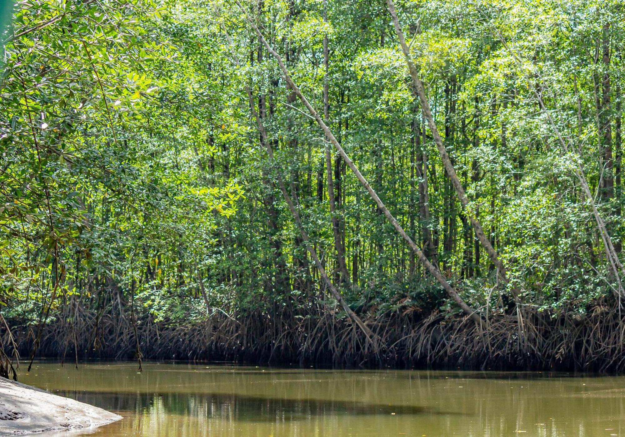 Drake Bay River View Ngoại thất bức ảnh